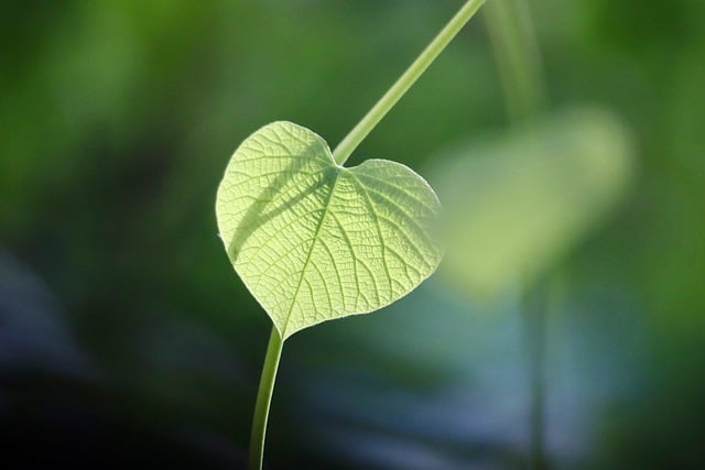 Eco-Friendly Flooring Denver