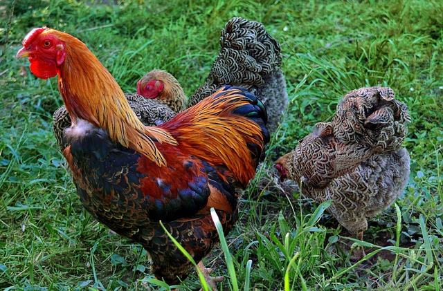 Faucet Installation Services Arvada