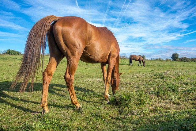 Gas Plumber Near Me Arvada