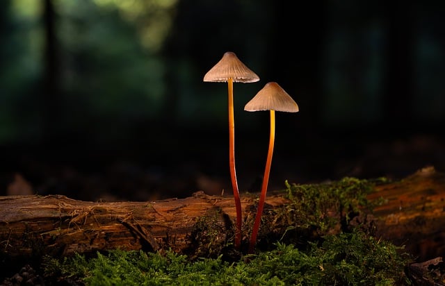 Hardwood Floor Repair Denver