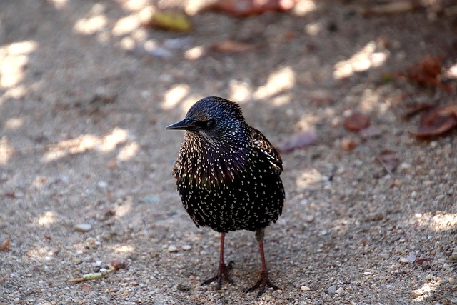 Juvenile Drug Crime Attorney Denver