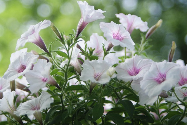 Licensed Plumber Arvada