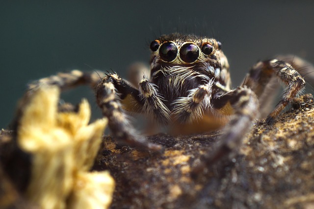 Licensed Plumber Arvada