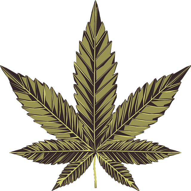 Marijuana Defense Lawyer Colorado