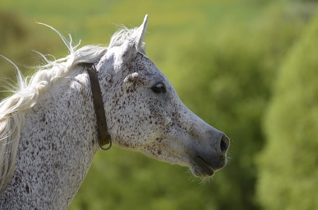Mold Inspection Denver