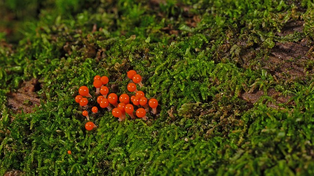 Mold Inspection Denver