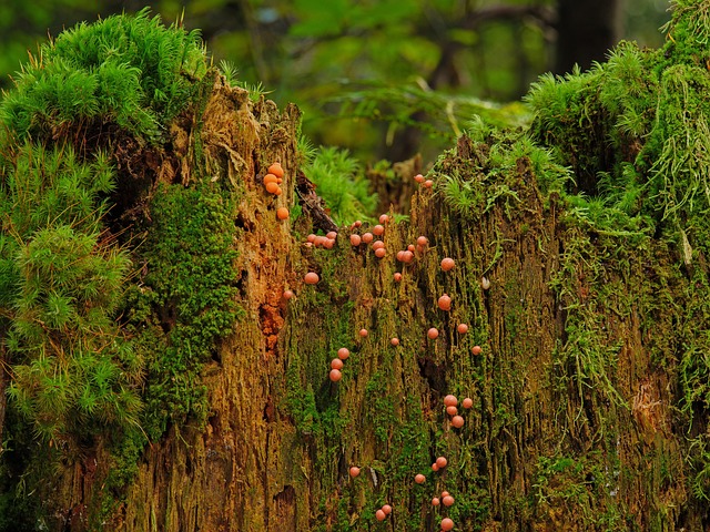 Mold Inspection Denver