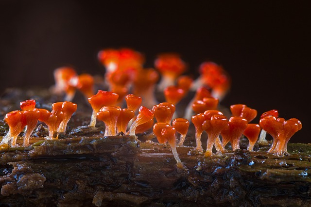 Mold Inspection Denver