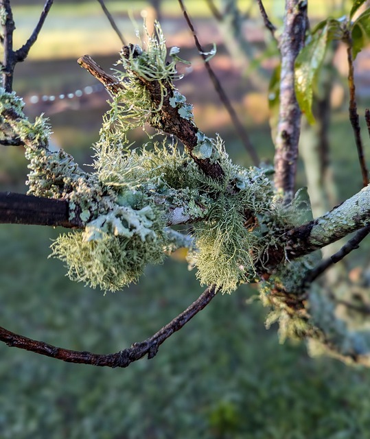 Mold Remediation Denver