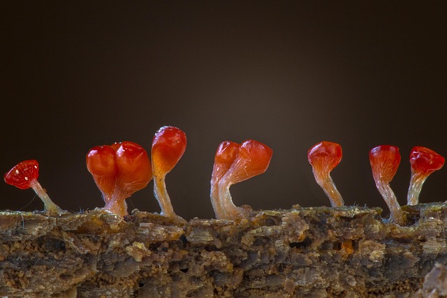 Mold Remediation Denver