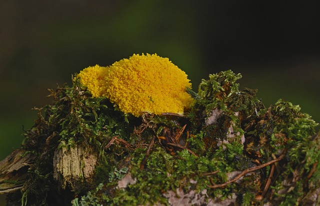 Mold Removal Services Denver