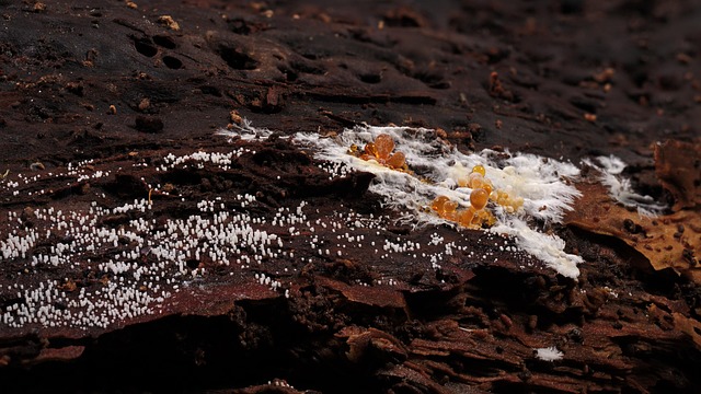 Mold Removal Services Denver