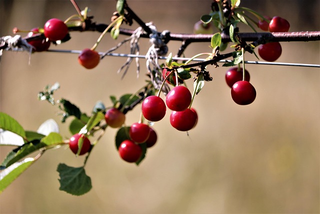 Pet-Friendly Flooring Denver