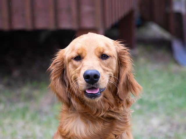 Pet-Friendly Flooring Denver