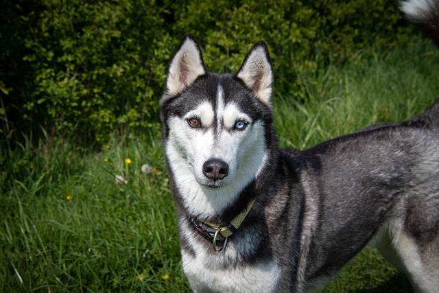 Pet-Friendly Flooring Denver