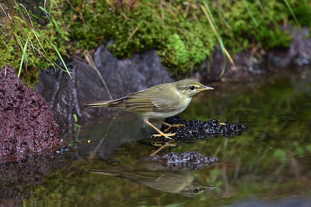 Sewage Ejector System Arvada