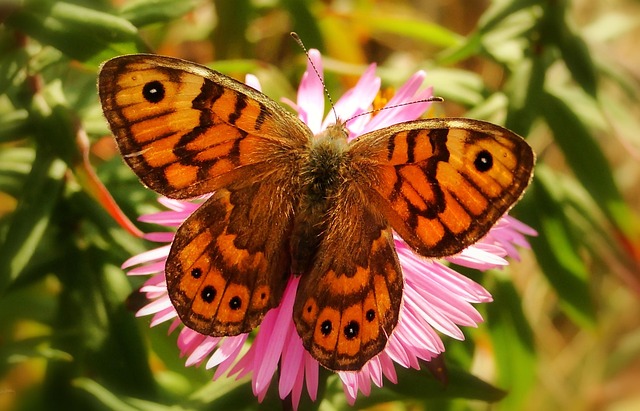 Sump Pump Installation Arvada