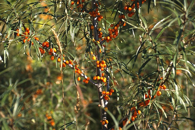 Licensed Plumber Arvada