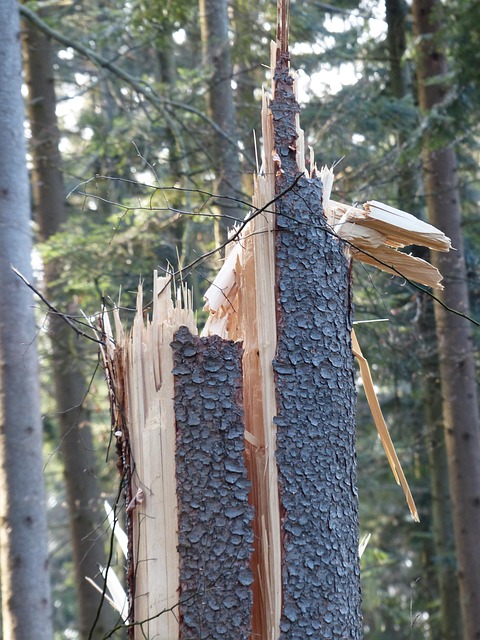 Water Damage Remediation Denver